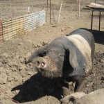 Pig at Tara Firma Farm in Petaluma