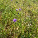 Wild Flowers Marin County