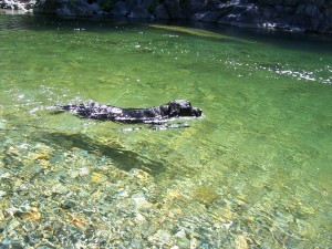 Dog in the Yuba River