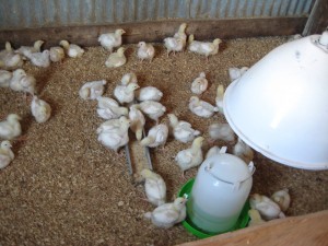 Chickens at Petaluma Farm