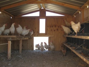 Laying Hens at Tara Firma Farm
