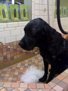 Dog_Wash
