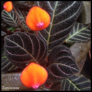 Zamiaceae