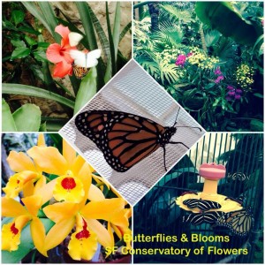 Butterflies and Blooms