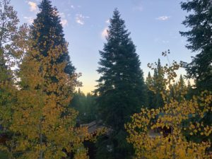 aspen and redwood trees in lake tahoe